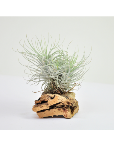 Tectorun Fuzzy Clump Tillandsia Ecoterrazas