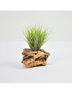 Tillandsia Tenuifolia Minima Pulk Ecoterrazas