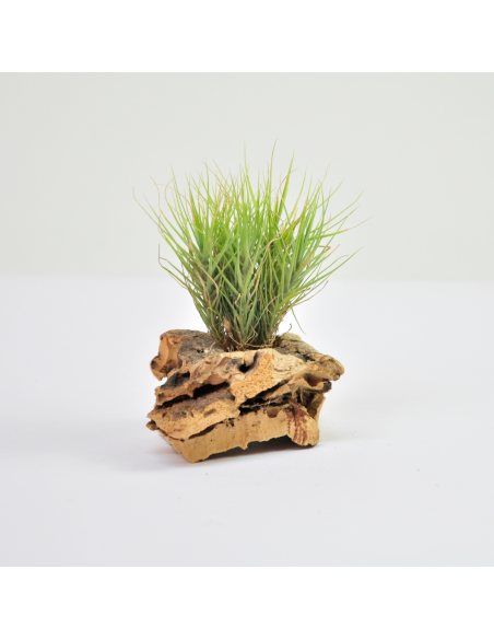 Tillandsia Tenuifolia Minima Pulk Ecoterrazas