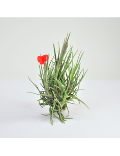 Tillandsia Albertiana Pulk Ecoterrazas