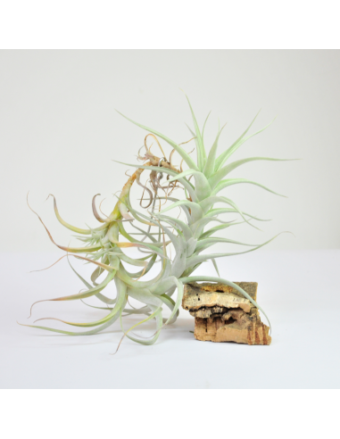 Tillandsia Albida Ecoterrazas