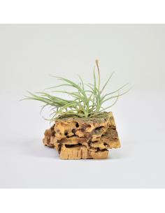 Tillandsia Bandensis x Crocata Ecoterrazas