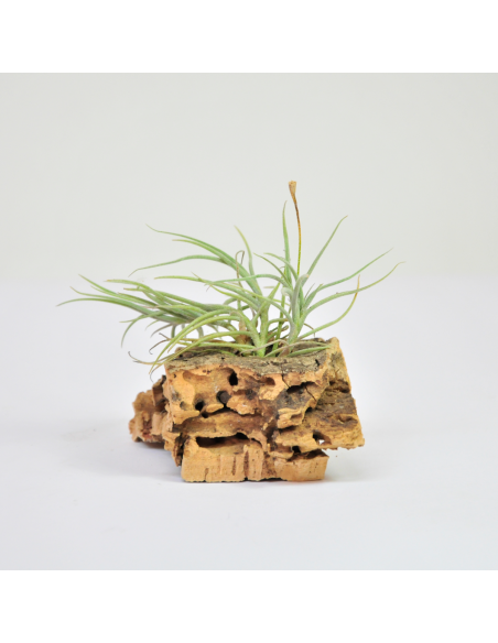Bandensis x croata Tillandsia Ecoterrazas
