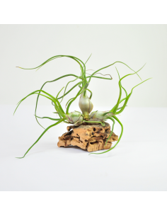 Bulbosa clump Tillandsia Ecoterrazas