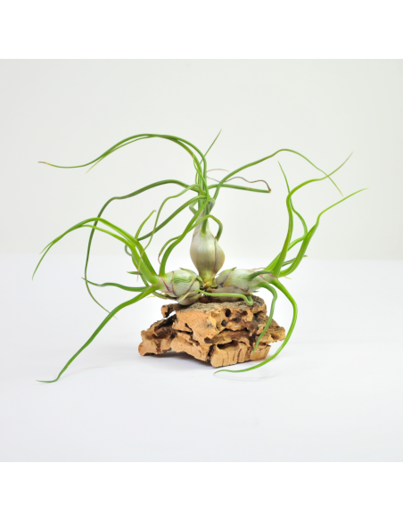 Bulbosa clump Tillandsia Ecoterrazas