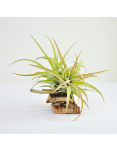 Capitata peach Pulk Tillandsia Ecoterrazas