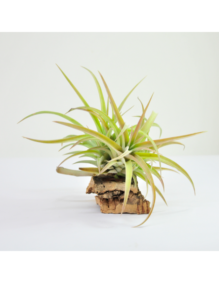Tillandsia Capitata Peach Pulk Ecoterrazas