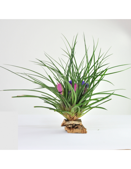 Tillandsia Cyanea Pulk Ecoterrazas