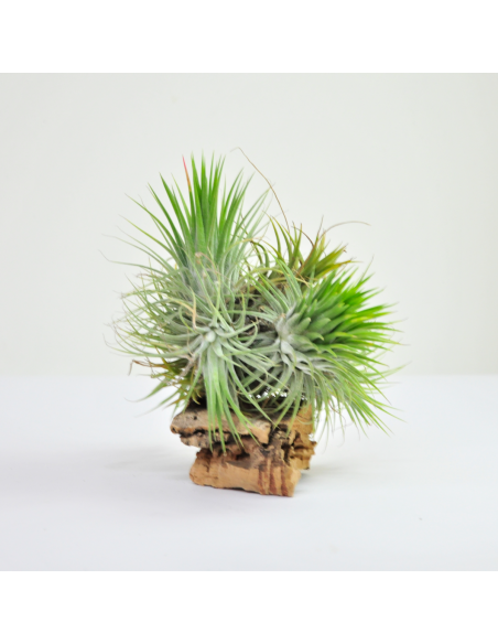 Tillandsia Ionantha XXL Pulk Ecoterrazas