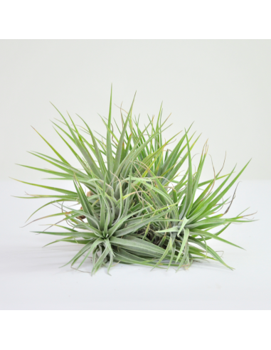 Tillandsia Kammii Pulk Ecoterrazas