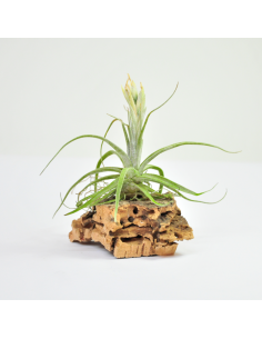 Lepidosepala Tillandsia Ecoterrazas