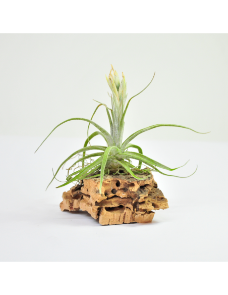Lepidosepala Tillandsia Ecoterrazas
