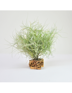 Tillandsia Recurvata Pulk Ecoterrazas