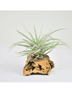 Secunda Tillandsia Ecoterrazas