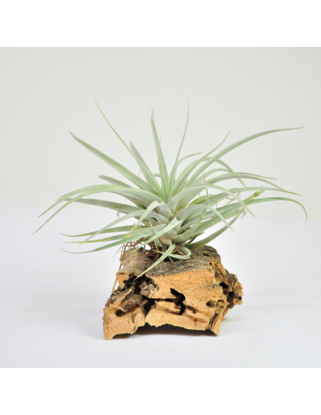 Secunda Tillandsia Ecoterrazas