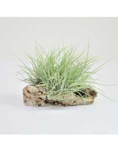 Setacea pulk Tillandsia Ecoterrazas