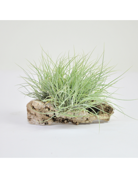 Setacea pulk Tillandsia Ecoterrazas