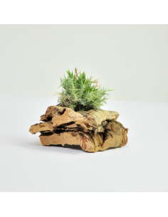 Tricholepis Pulk Tillandsia Ecoterrazas