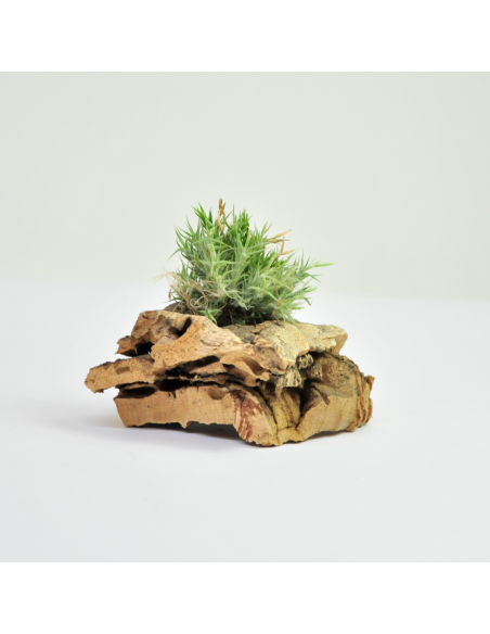 Tricholepis Pulk Tillandsia Ecoterrazas