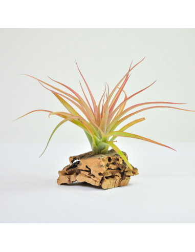 Tillandsia Brachycaulos Multiflora Ecoterrazas