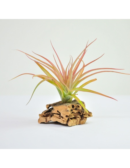 Brachycaulos multiflora Tillandsia Ecoterrazas