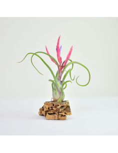 Tillandsia Caput Medusae Ecoterrazas