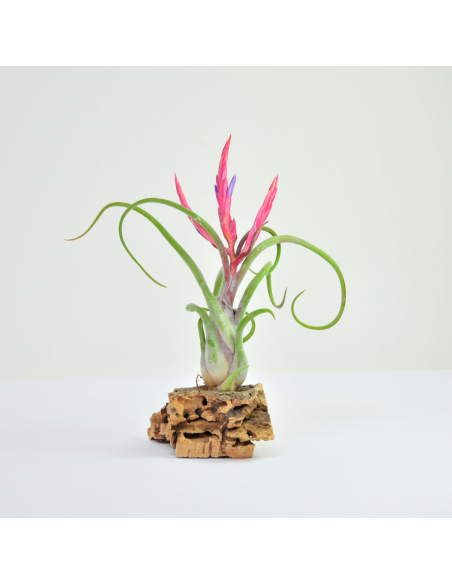 Caput medusae Tillandsia Ecoterrazas