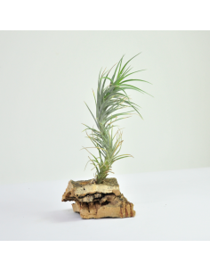 Tillandsia Caulescens x Tenuifolia Ecoterrazas