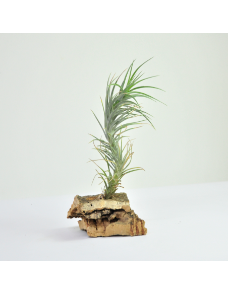 Tillandsia Caulescens x Tenuifolia Ecoterrazas
