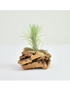 Tillandsia Funckiana Ecoterrazas