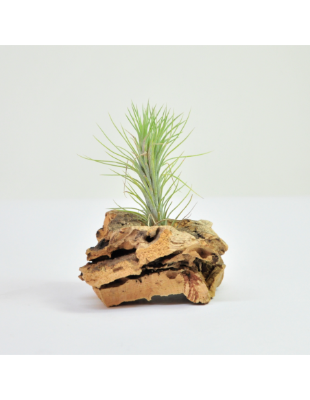 Tillandsia Funckiana Ecoterrazas