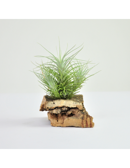 Tillandsia Heteromorpha Pulk Ecoterrazas