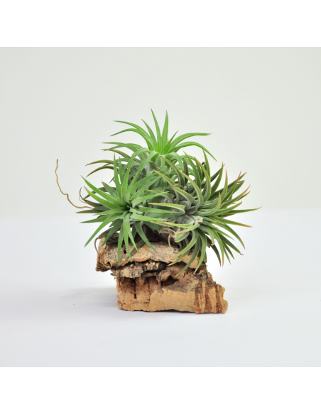 Ionantha Ron Pulk Tillandsia Ecoterrazas
