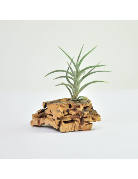 Jonesii Tillandsia Ecoterrazas
