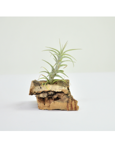 Tillandsia Latifolia Enano Tipo 2 Ecoterrazas