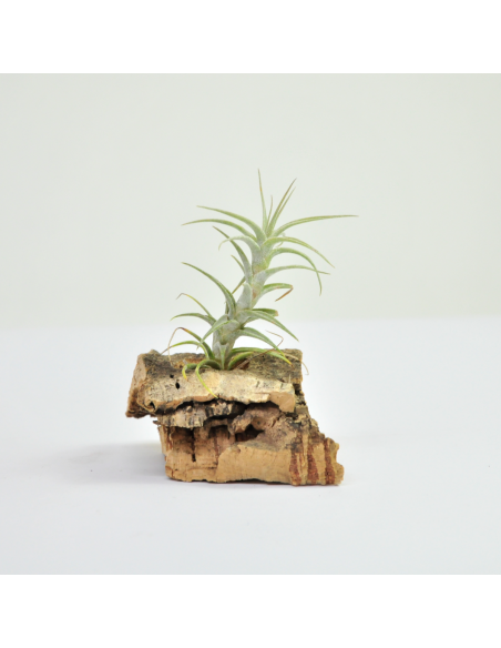 Tillandsia Latifolia Enano Tipo 2 Ecoterrazas
