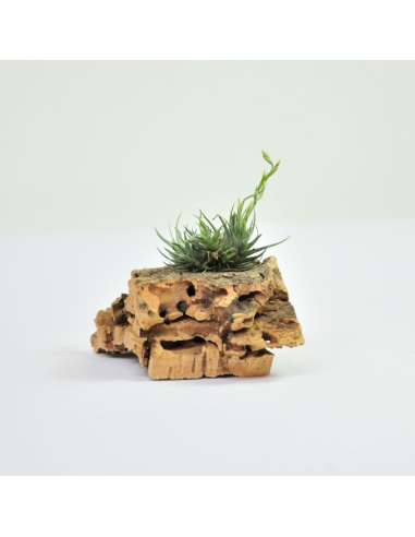 Tillandsia loliacea wild Argentina 速達発送 Tillandsia loliacea Argentina wild 速達発送