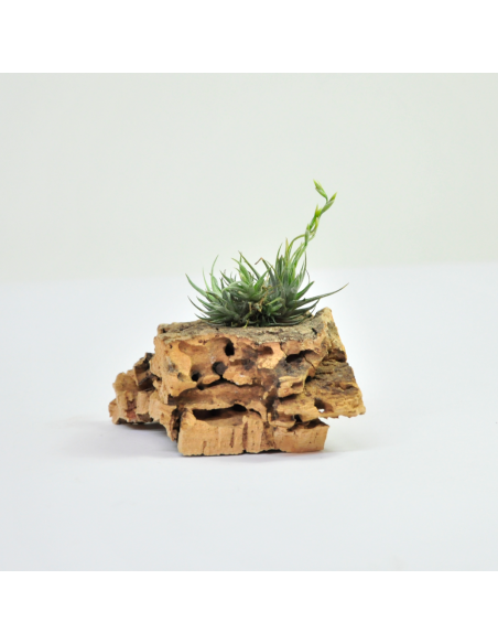 Tillandsia Loliacea Pulk Ecoterrazas