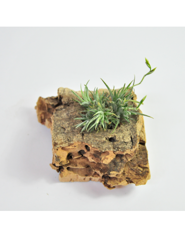 Tillandsia loliacea Argentina wild 速達発送 Tillandsia loliacea Argentina wild 速達発送 Tillandsia