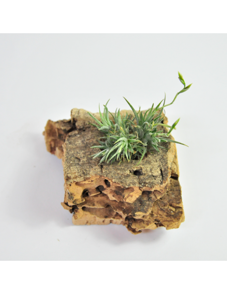 Tillandsia Loliacea Pulk Ecoterrazas