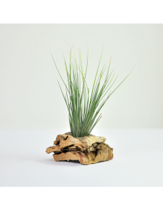 Tillandsia Seideliana Ecoterrazas