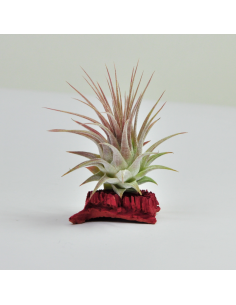 Tillandsia Ionantha Ionantha Ecoterrazas