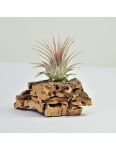 Tillandsia Ionantha Ionantha Ecoterrazas 2