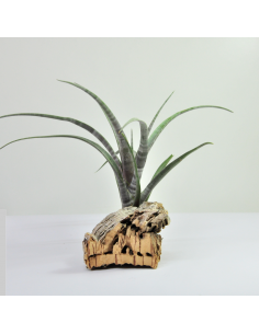 Tillandsia Hildae Ecoterrazas