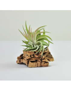 Tillandsia Brachycaulos Abdida Ecoterrazas