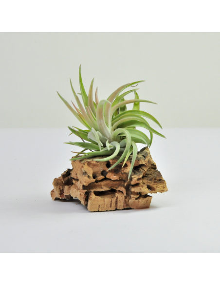 Tillandsia Brachycaulos Abdida Ecoterrazas