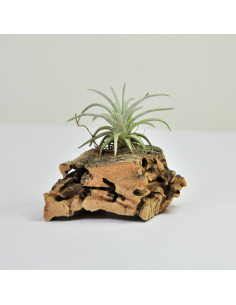 Tillandsia Mauryana Ecoterrazas