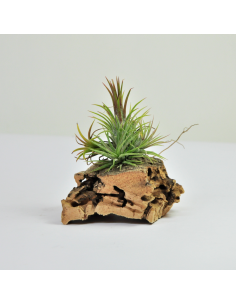 Tillandsia Ionantha Fuego Pulk Ecoterrazas