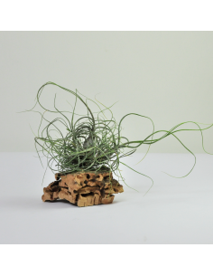 Tillandsia Butzii Clump Ecoterrazas