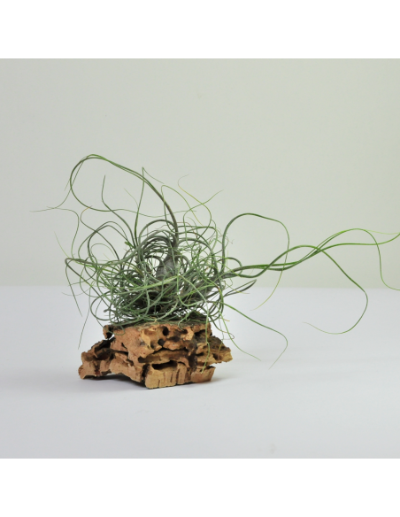 Tillandsia Butzii Clump Ecoterrazas